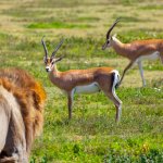 Lion and gazelles