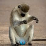 Blue balls