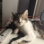 Tired cat