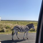 Funny zebra