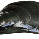 Blue mussel
