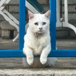 bosscat