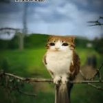 cat owl