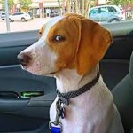 dog side eye