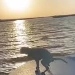 sunset poop dog boat