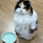 Hungry Feed Me Cat