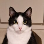 Serious Cat