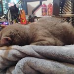Tired Kitty