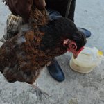 Sad hen