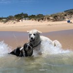 Dog dunked