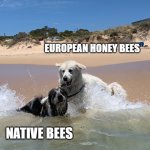 Dog dunked | EUROPEAN HONEY BEES; NATIVE BEES | image tagged in dog dunked | made w/ Imgflip meme maker