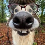 Funny dog