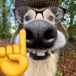 Funny dog | URM ACTUALLY | image tagged in funny dog,urm actually | made w/ Imgflip meme maker