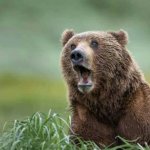 Shocked bear