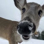 staring deer