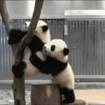 Rev Panda GIF Template