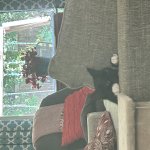 Sentry Cat