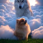Wolf and Pomeranian
