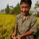 North Korean rice farmer meme