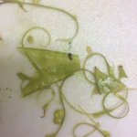 The Beauty of Stringing Snow Peas