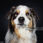 Annoyed Shepherd