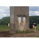 Long Cow