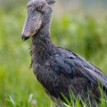 Shoebill Stork