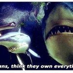 Humans think they own everything