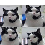 Telecom kitty