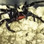 Spider GIF Template