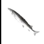 SPINNING FISH Meme Template