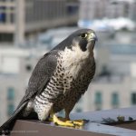Sad Peregrine Falcon