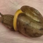 Snail