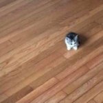 tiny ahh cat meme