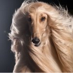Dog Hair
