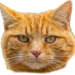 Cat face