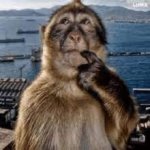 Confused monkey