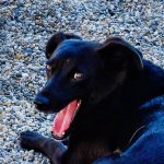meme dog