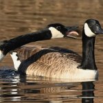 goose bro meme