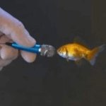 fish with microphone