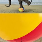 ants hold up an elephant on a ball