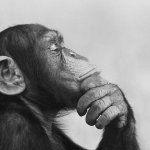 Monkey Thinking