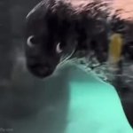 Side eye GIF Template