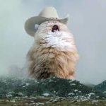 Cat Yelling Hat
