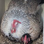 It always goes like that | UPVOTES; VIEWERS | image tagged in hen on a hen | made w/ Imgflip meme maker
