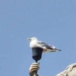 PigeonCup meme