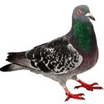 Pigeon