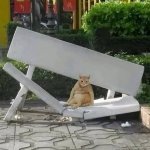 cat on broken bench meme