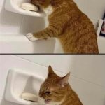 Cat eating soap