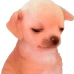 Perrito Pedillos